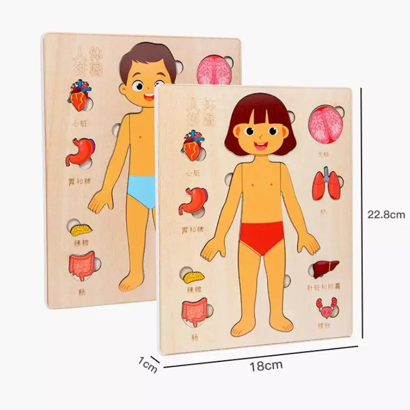 Montessori Toy Human Body Puzzle Board 04