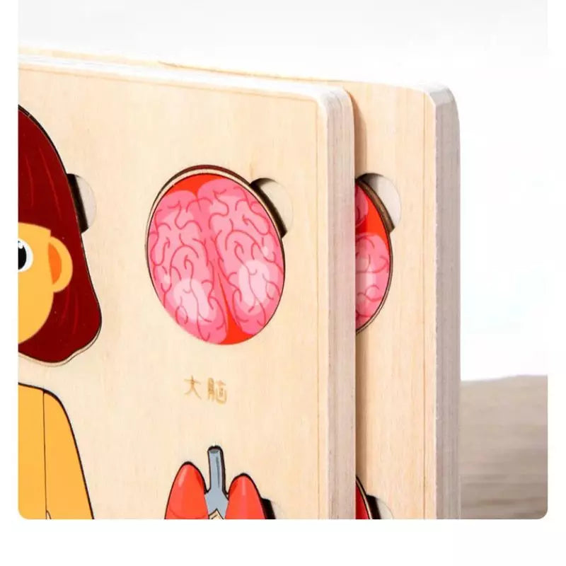 Montessori Toy Human Body Puzzle Board 05