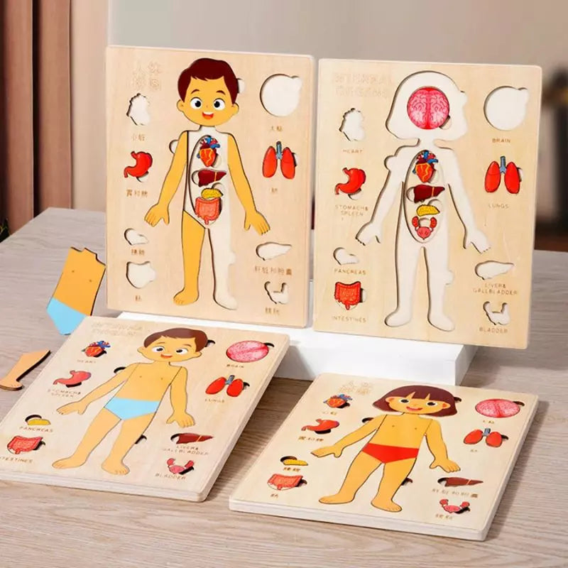 Montessori Toy Human Body Puzzle Board 06