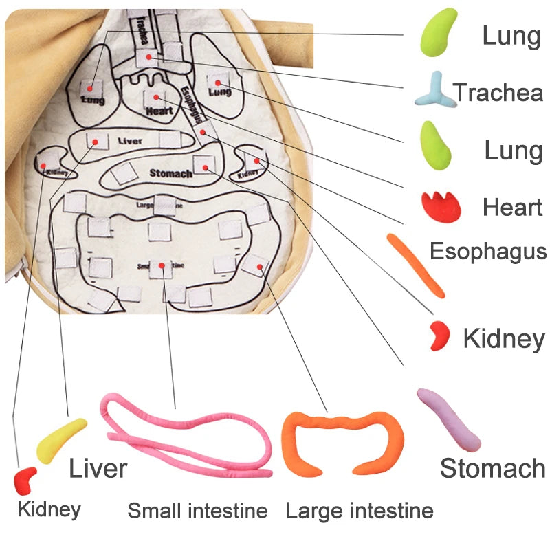 CuriousBody: Rompecabezas de anatomía humana en 3D