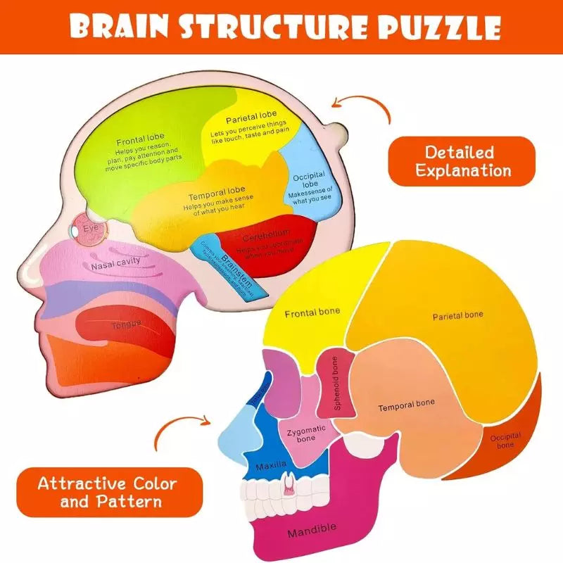 Montessori Toy Human Body Puzzle Board 02